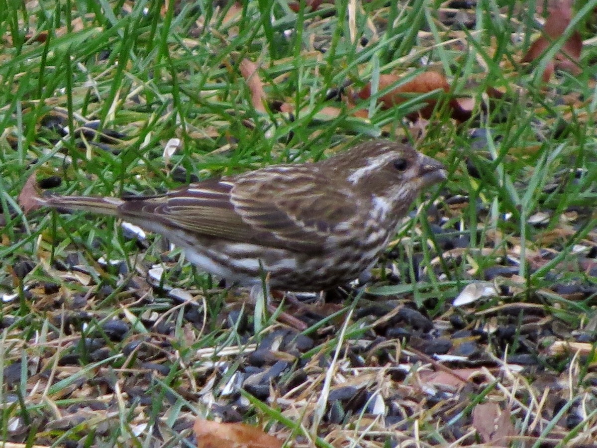 Purple Finch - Joel Martin