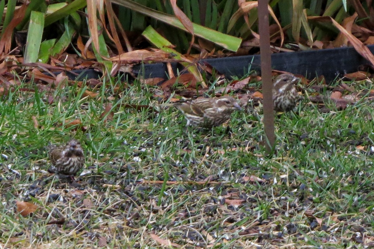 Purple Finch - ML305255191