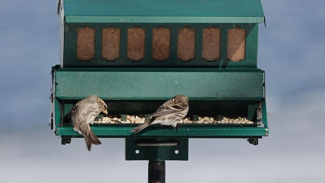 Common Redpoll (rostrata/islandica) - ML305256491