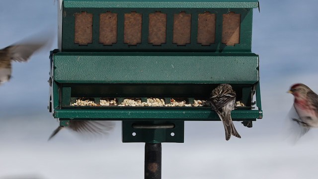 Common Redpoll (rostrata/islandica) - ML305256521