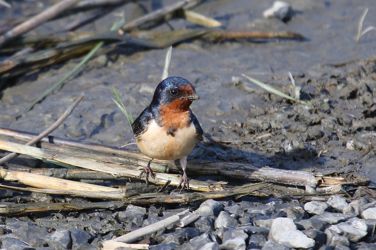 Barn Swallow - ML305257771