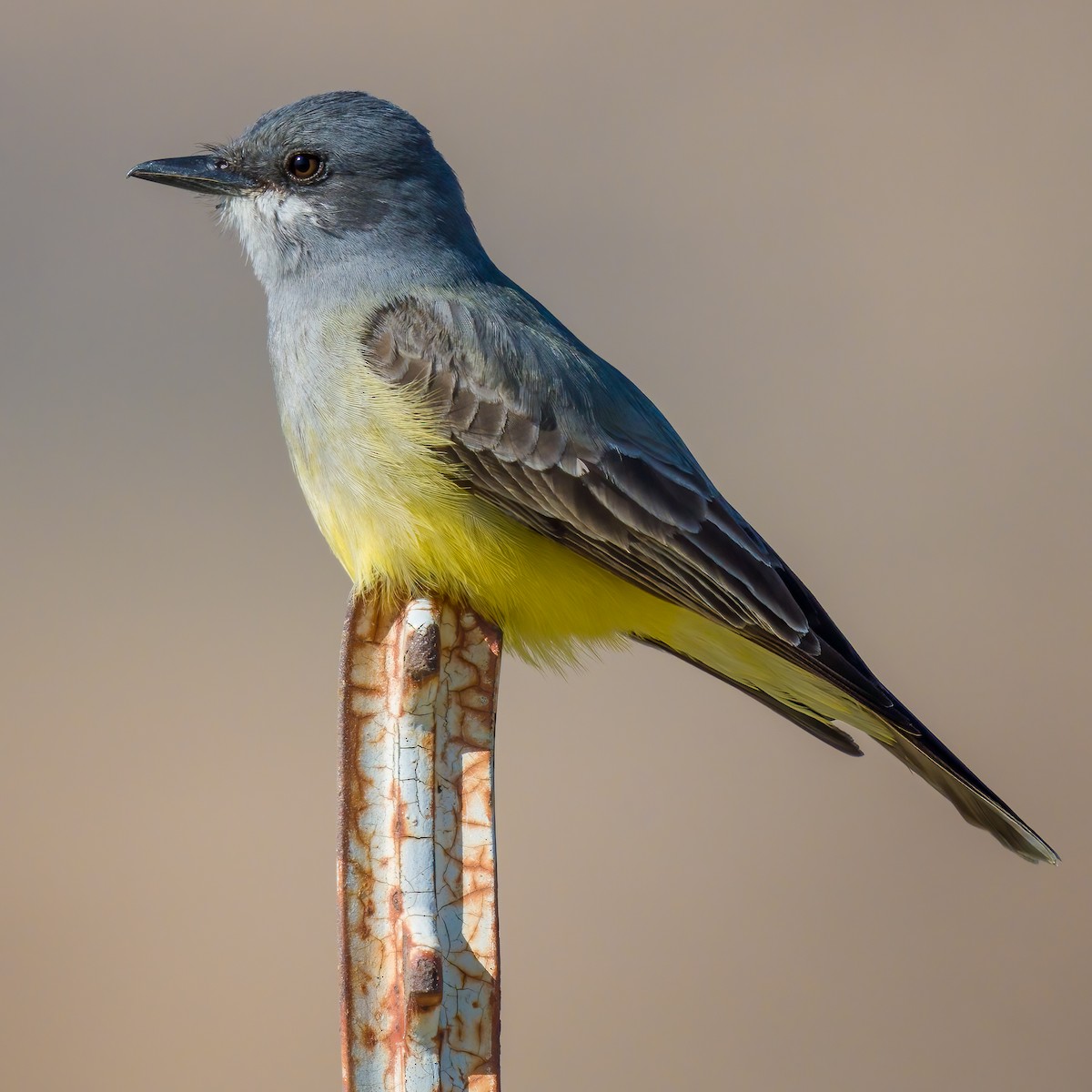 Cassin's Kingbird - ML305259611