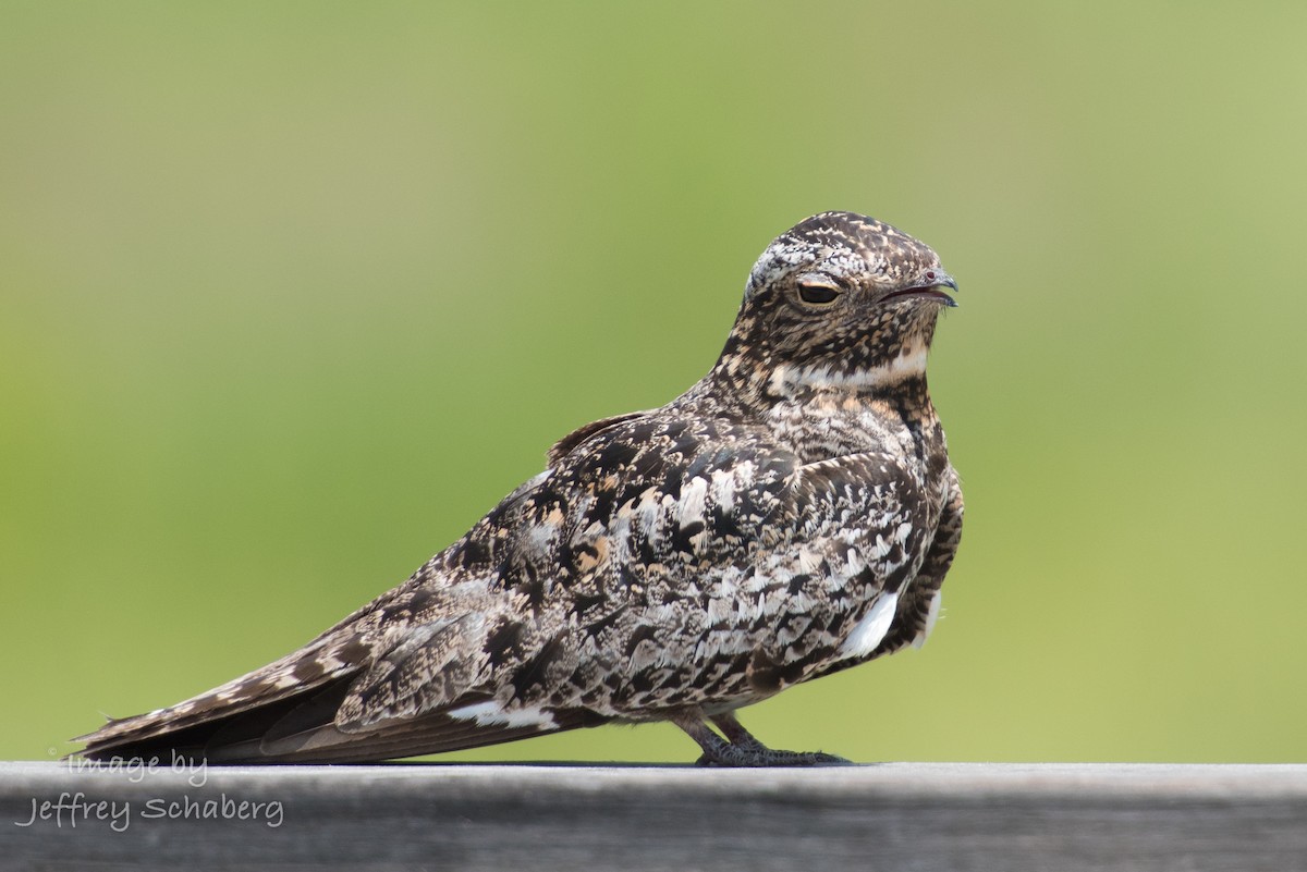 Common Nighthawk - ML30526041