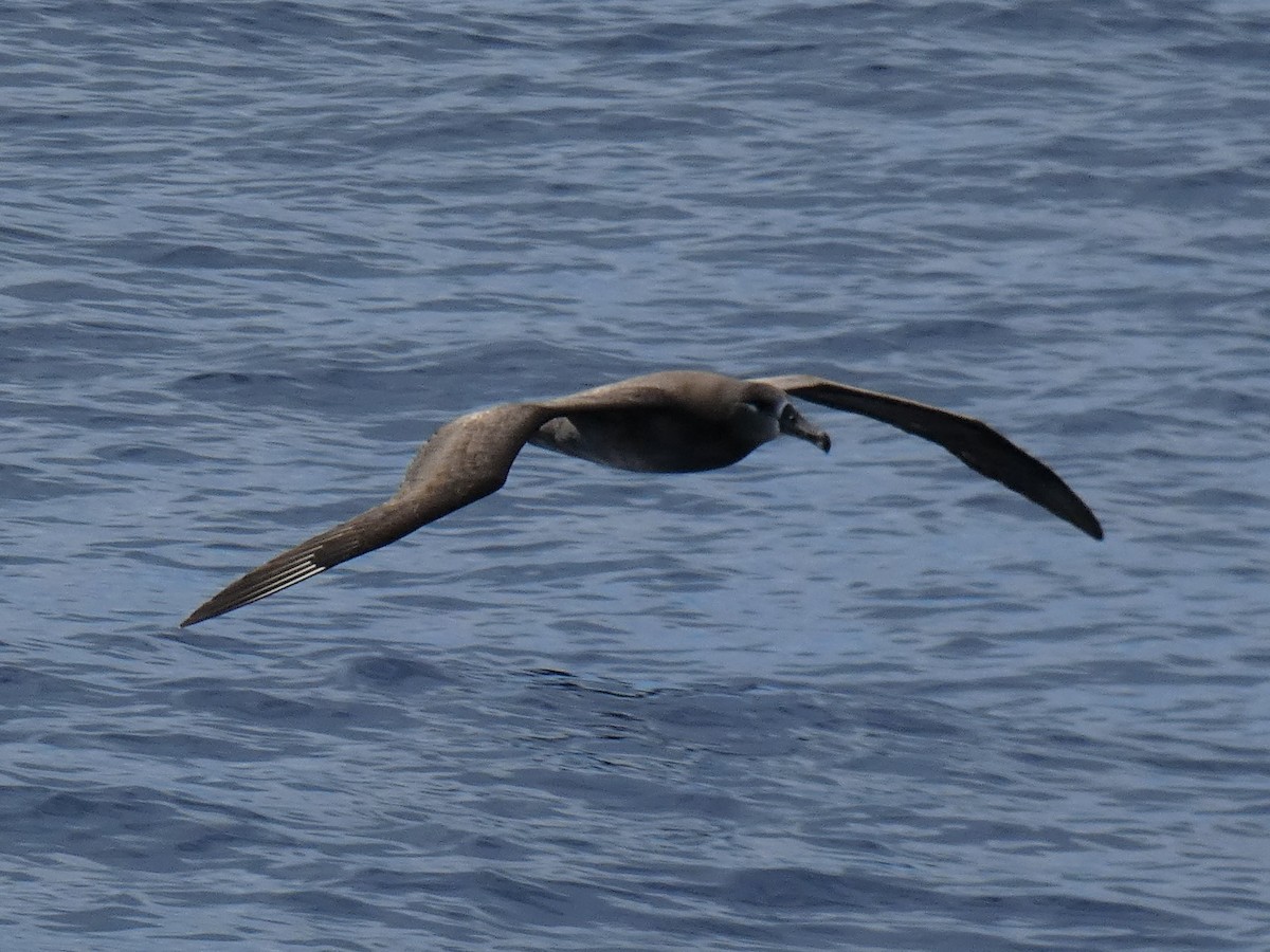 Albatros à pieds noirs - ML305260701