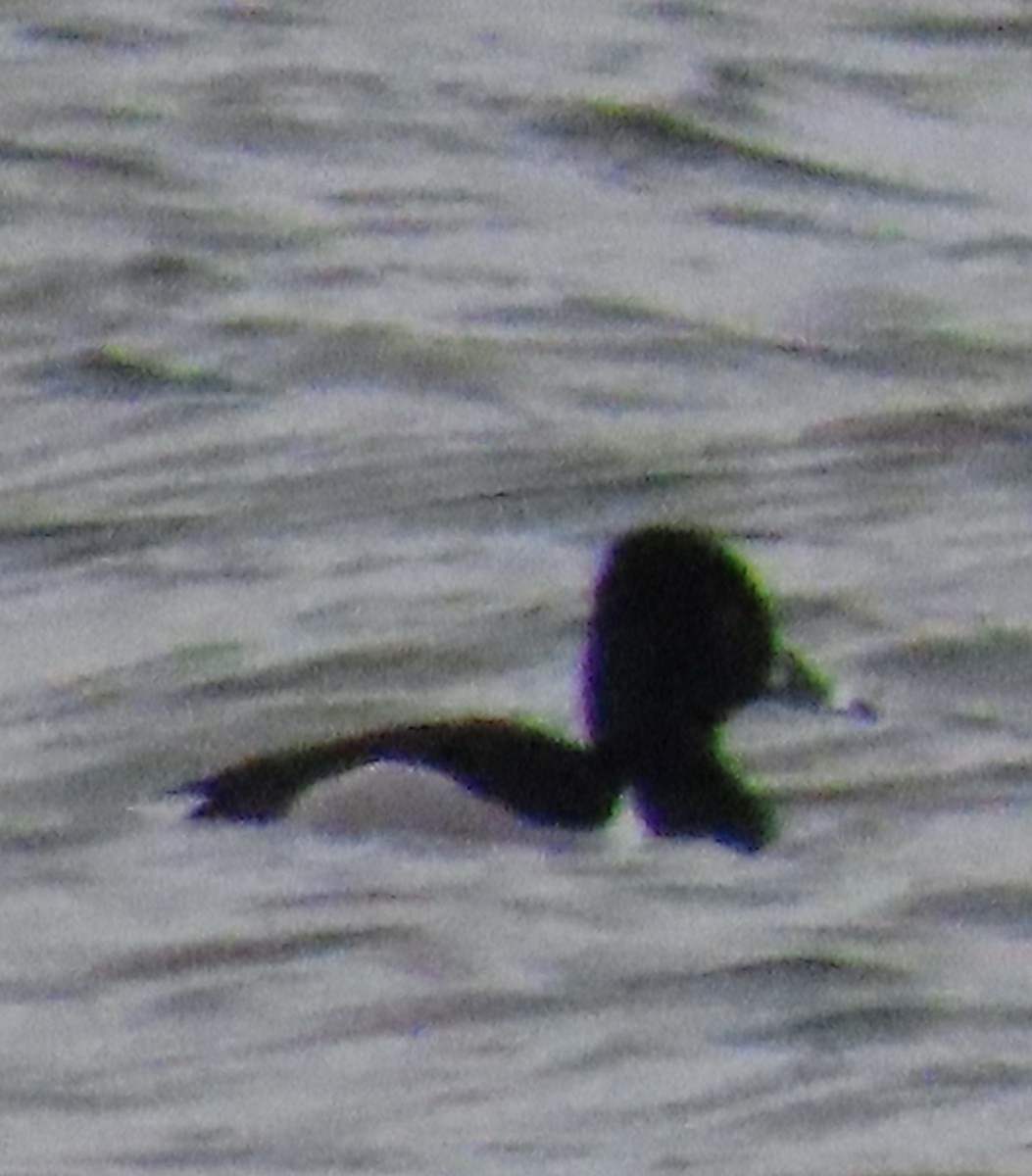 Ring-necked Duck - ML305260901