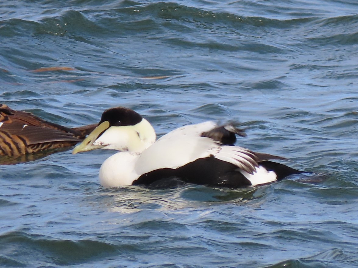 Common Eider - ML305261501