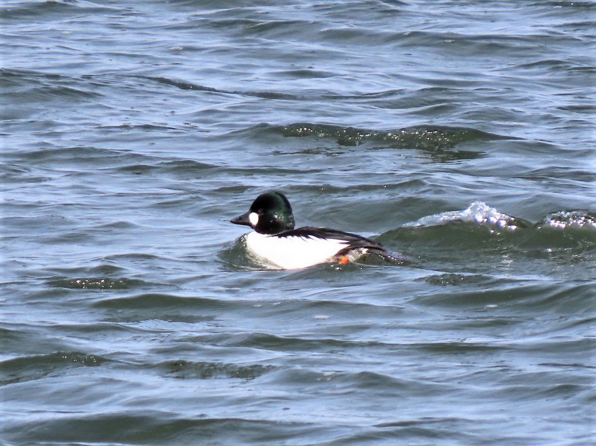 Common Goldeneye - ML305263571