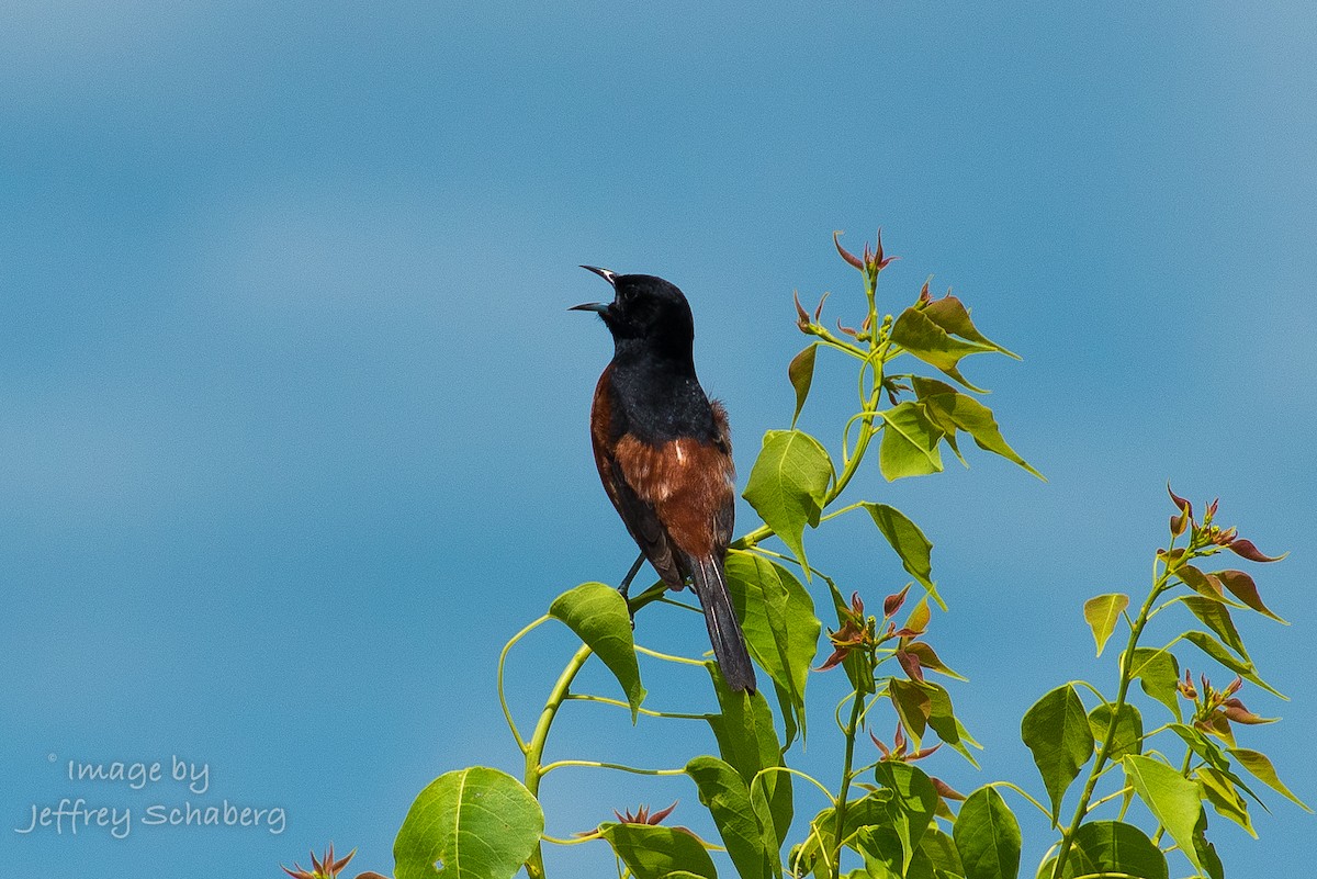 Orchard Oriole - Jeff Schaberg