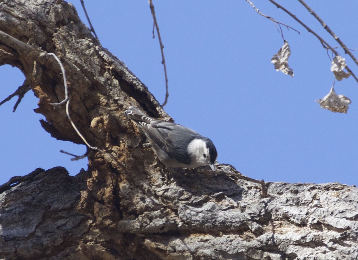 White-breasted Nuthatch - ML305266531
