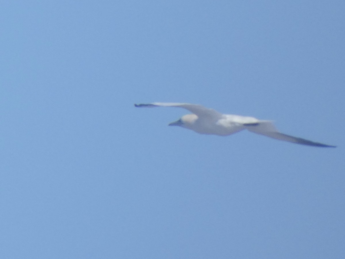 Northern Gannet - ML305267271