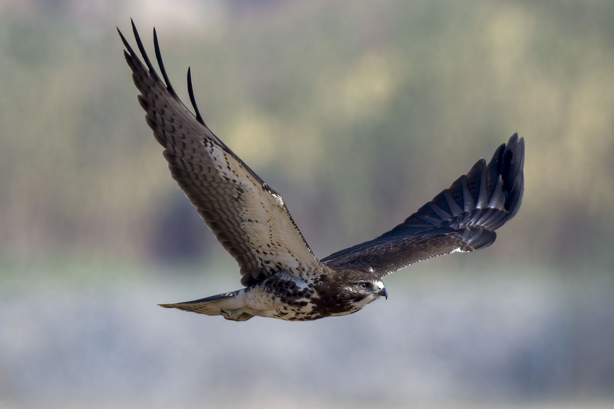 Swainson's Hawk - ML305269511