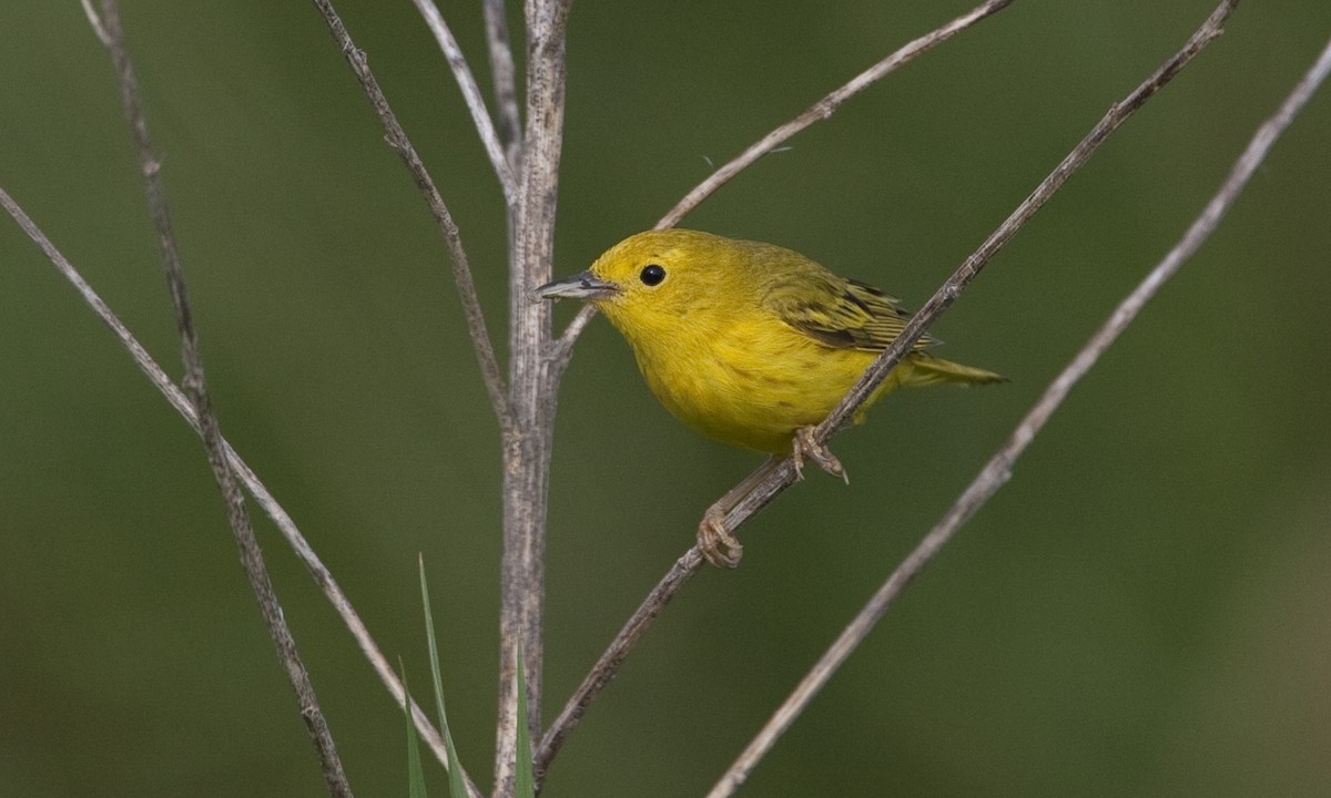Yellow Warbler (Northern) - ML30527181