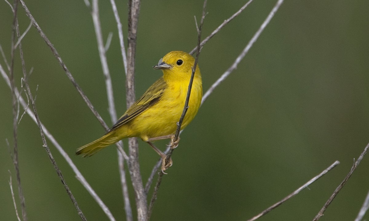 Yellow Warbler - ML30527191