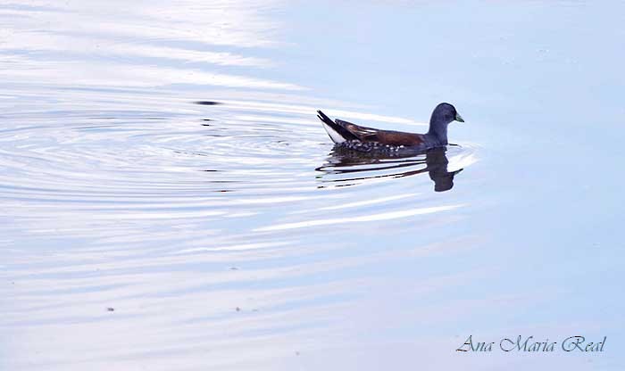 Gallinule à face noire - ML305272701