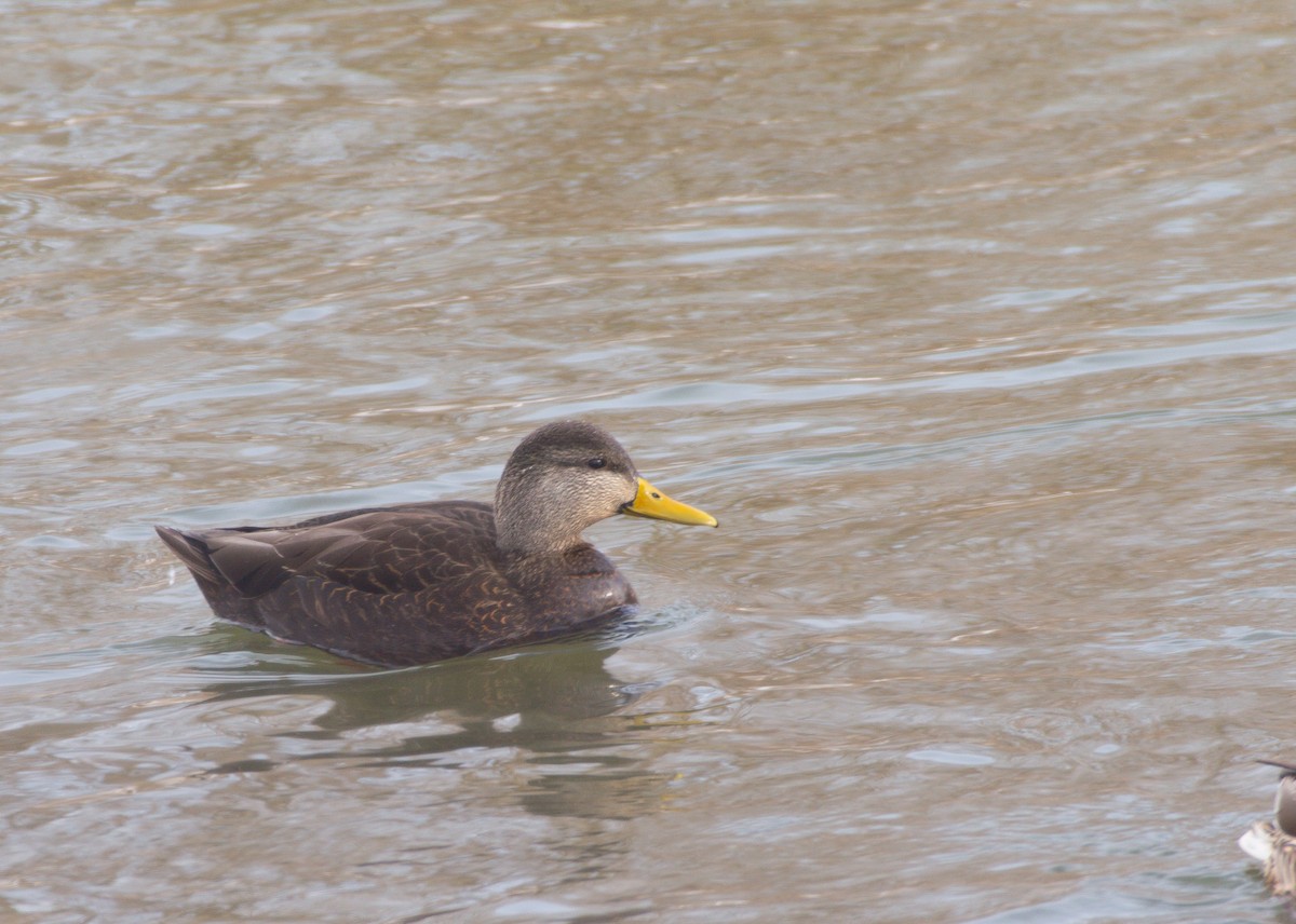 American Black Duck - ML305273171