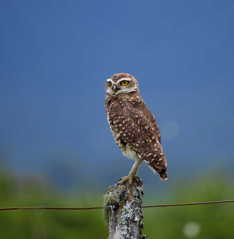 Burrowing Owl - ML305275201