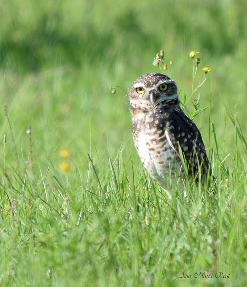 Burrowing Owl - ML305275271