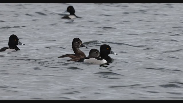 Ring-necked Duck - ML305277311
