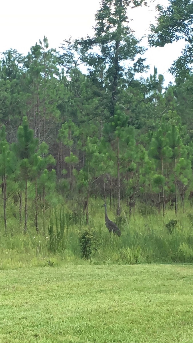 Sandhill Crane - ML30527741