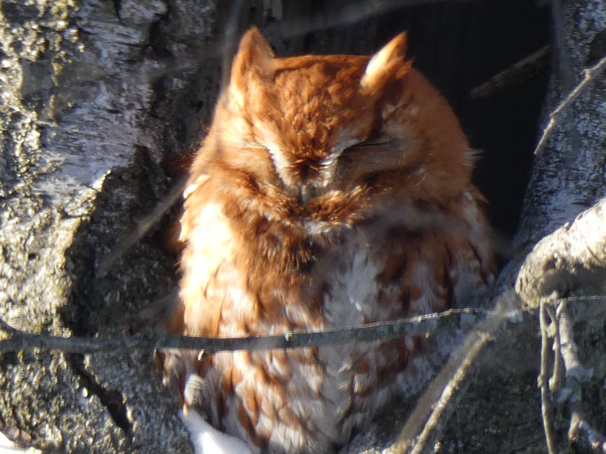 Eastern Screech-Owl - Leeya Correll