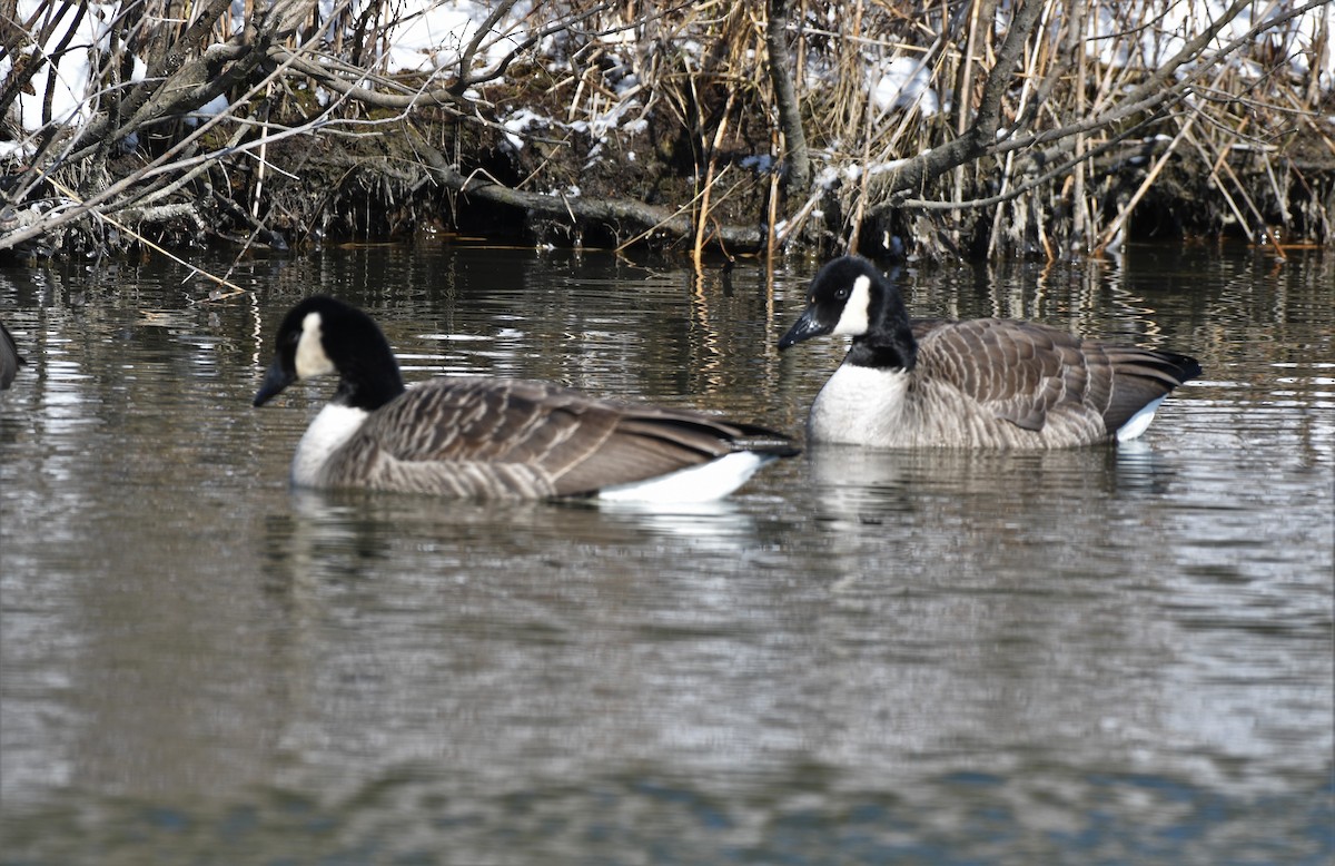 Canada Goose - ML305278511