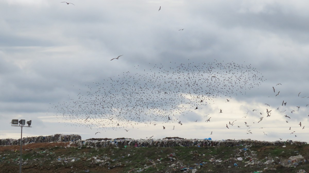 European Starling - ML305282301