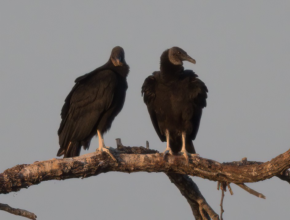 Black Vulture - Kevin Ash