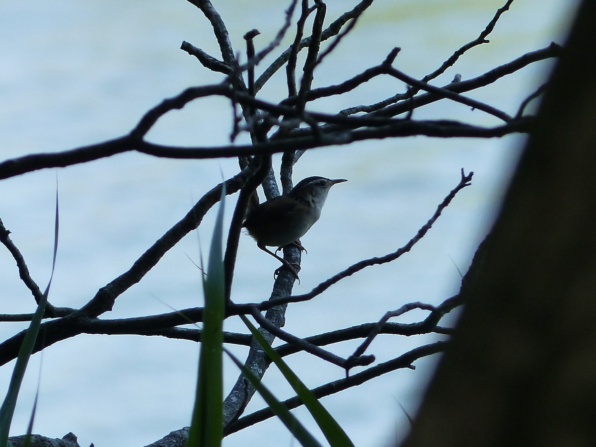 Marsh Wren - ML305285211