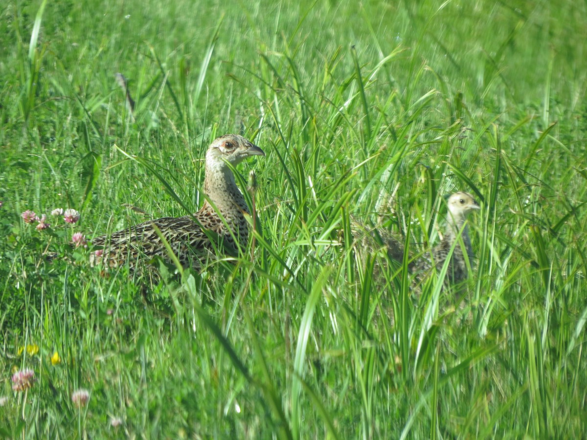 Ring-necked Pheasant - Mary Backus