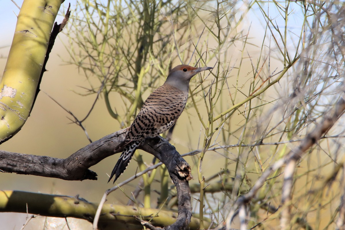 Northern Flicker (Red-shafted) - ML305285541