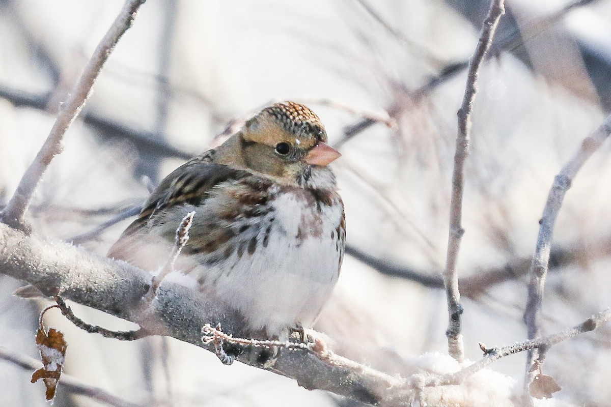 Harris's Sparrow - ML305285771