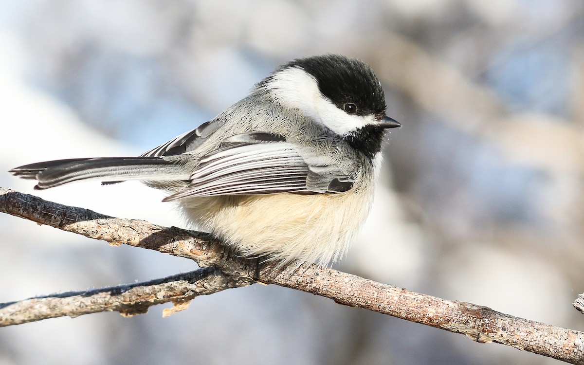 Black-capped Chickadee - ML305285971