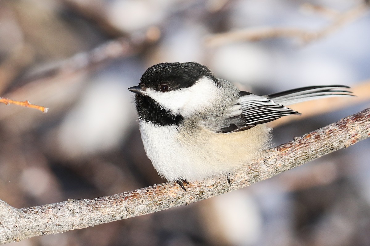 Black-capped Chickadee - Ethan Denton