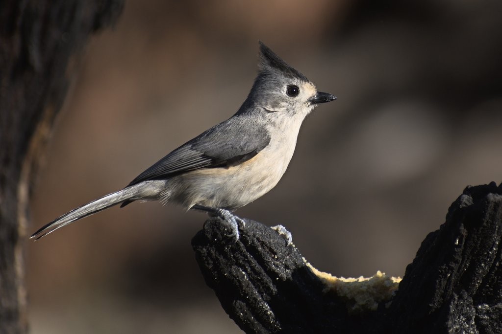 Black-crested Titmouse - Vander Stoetz