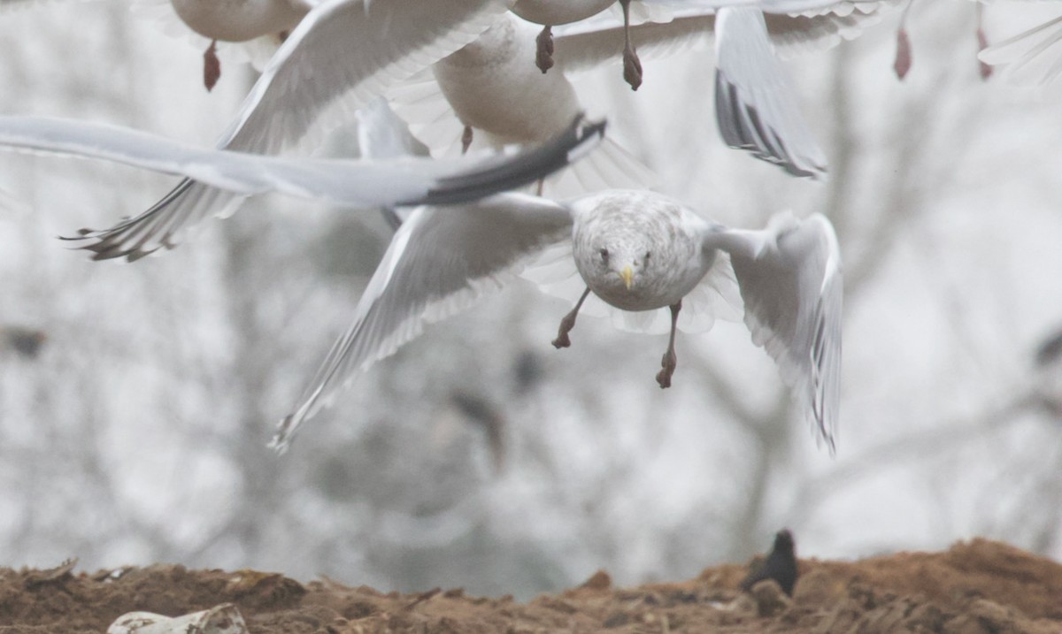 Iceland Gull - Joe Kaplan