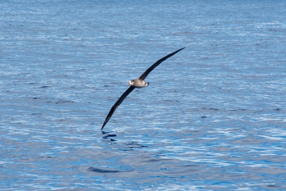 Черноногий альбатрос - ML305289811