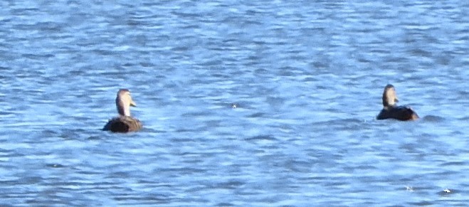 Mottled Duck - ML305291351