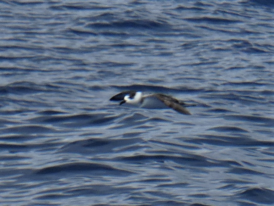 White-necked Petrel - Steve Hodges