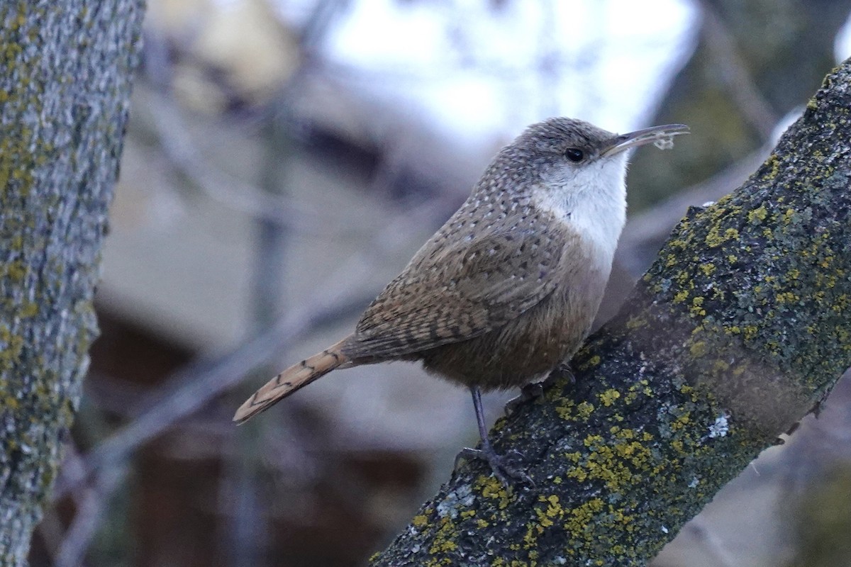 Canyon Wren - ML305291431