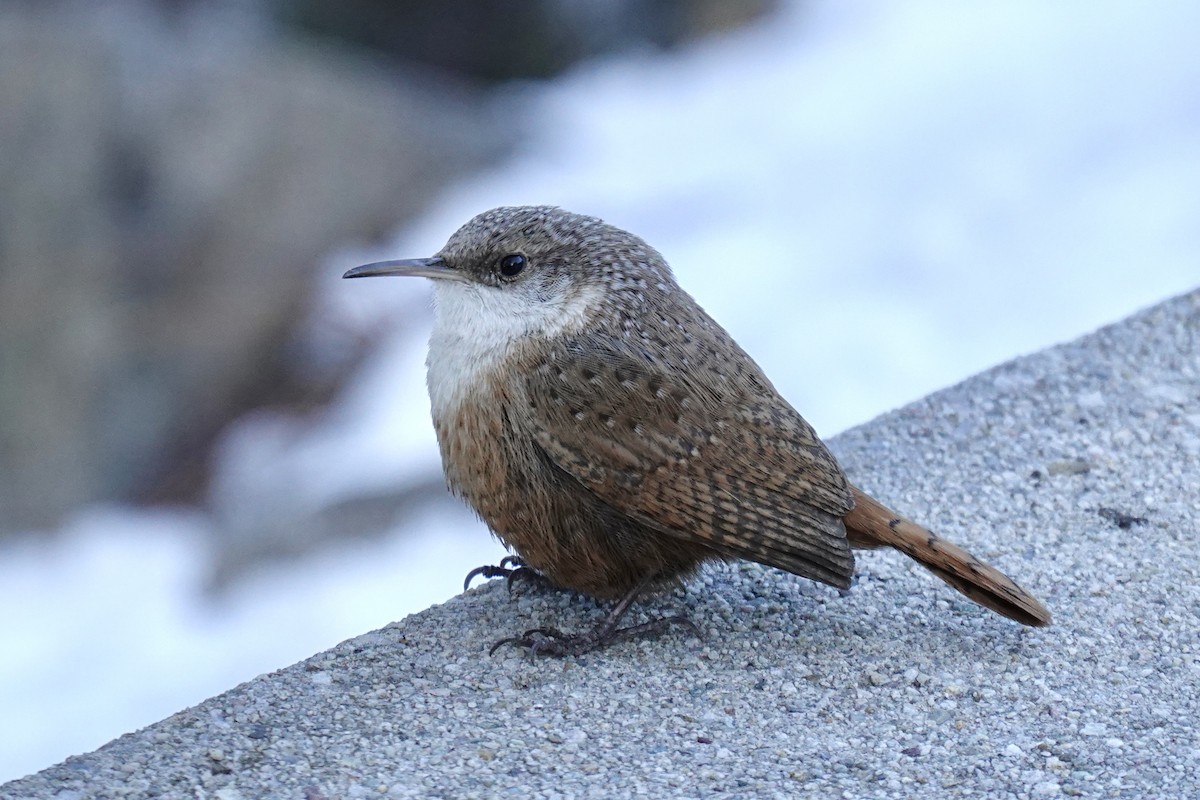 Canyon Wren - ML305291481