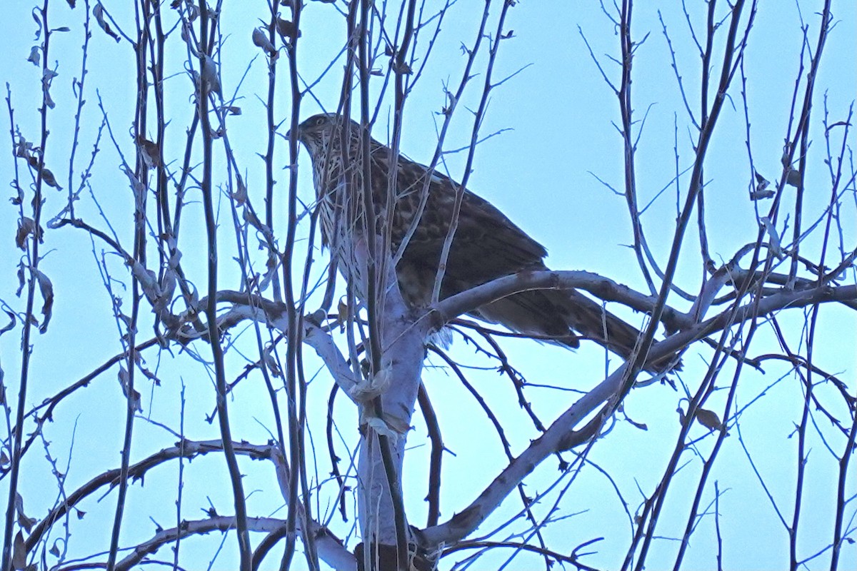 Red-tailed Hawk - ML305291501
