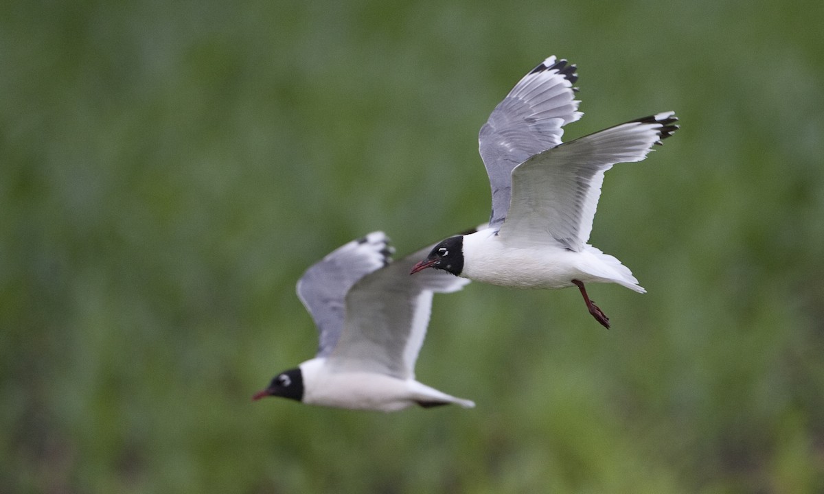 Franklin's Gull - Brian Sullivan