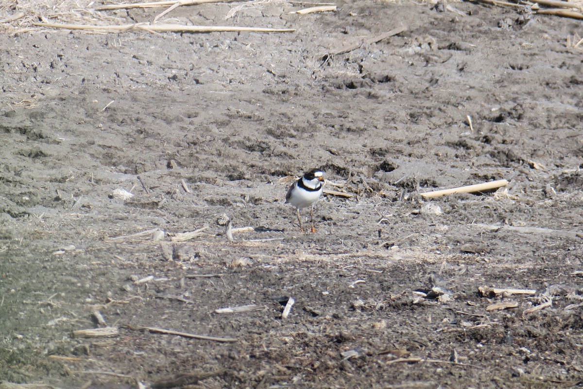 Semipalmated Plover - ML305291851