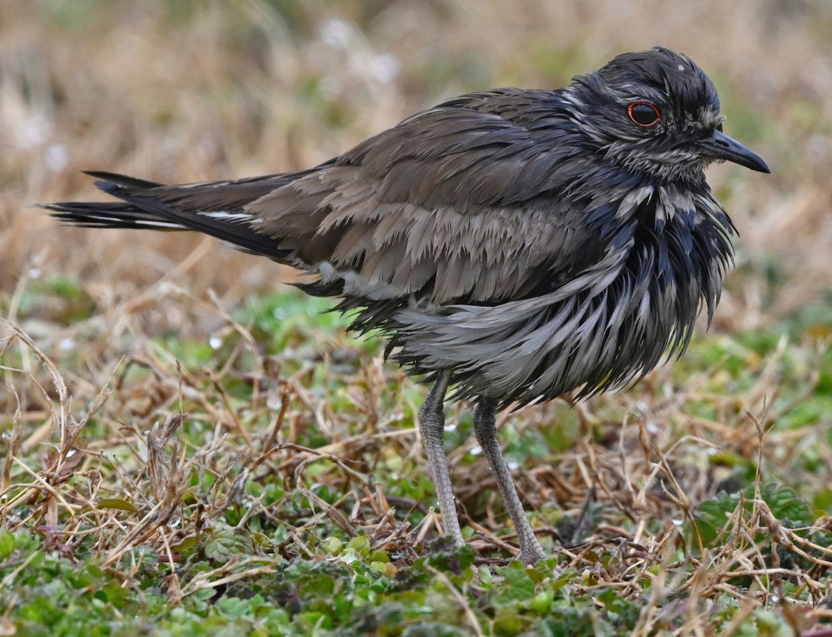 Killdeer - ML305293061