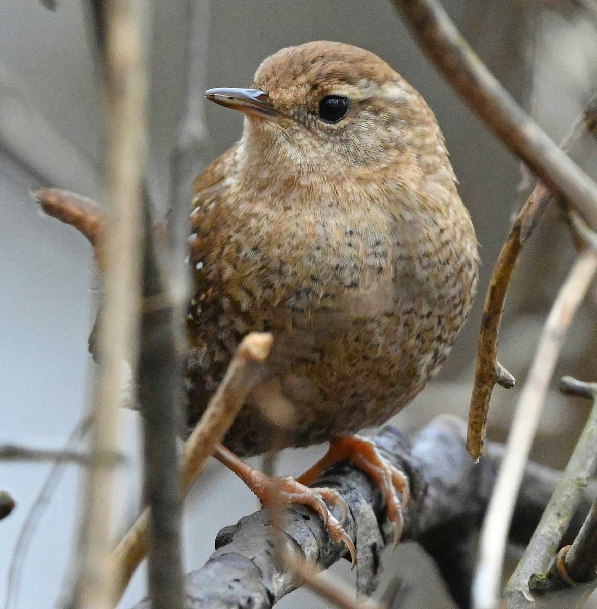 Winter Wren - ML305293181