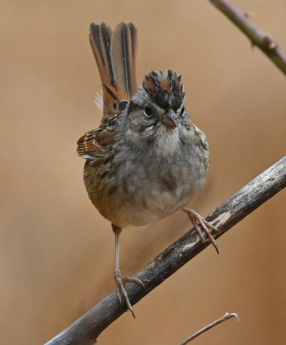 Swamp Sparrow - ML305293381