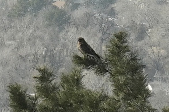 Red-tailed Hawk - ML305294031