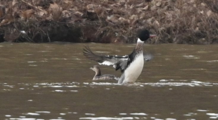 Red-breasted Merganser - ML305294041