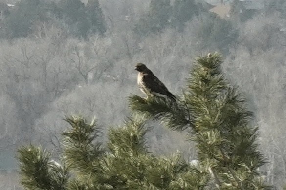 Red-tailed Hawk - ML305294121