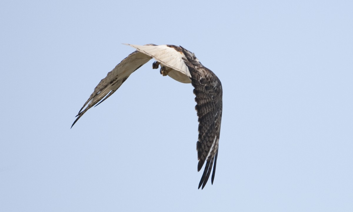 Red-tailed Hawk (Krider's) - ML30529461